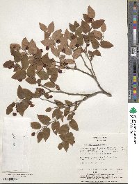 Vaccinium japonicum image