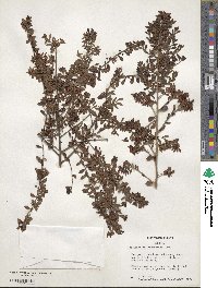 Vaccinium myrsinites image