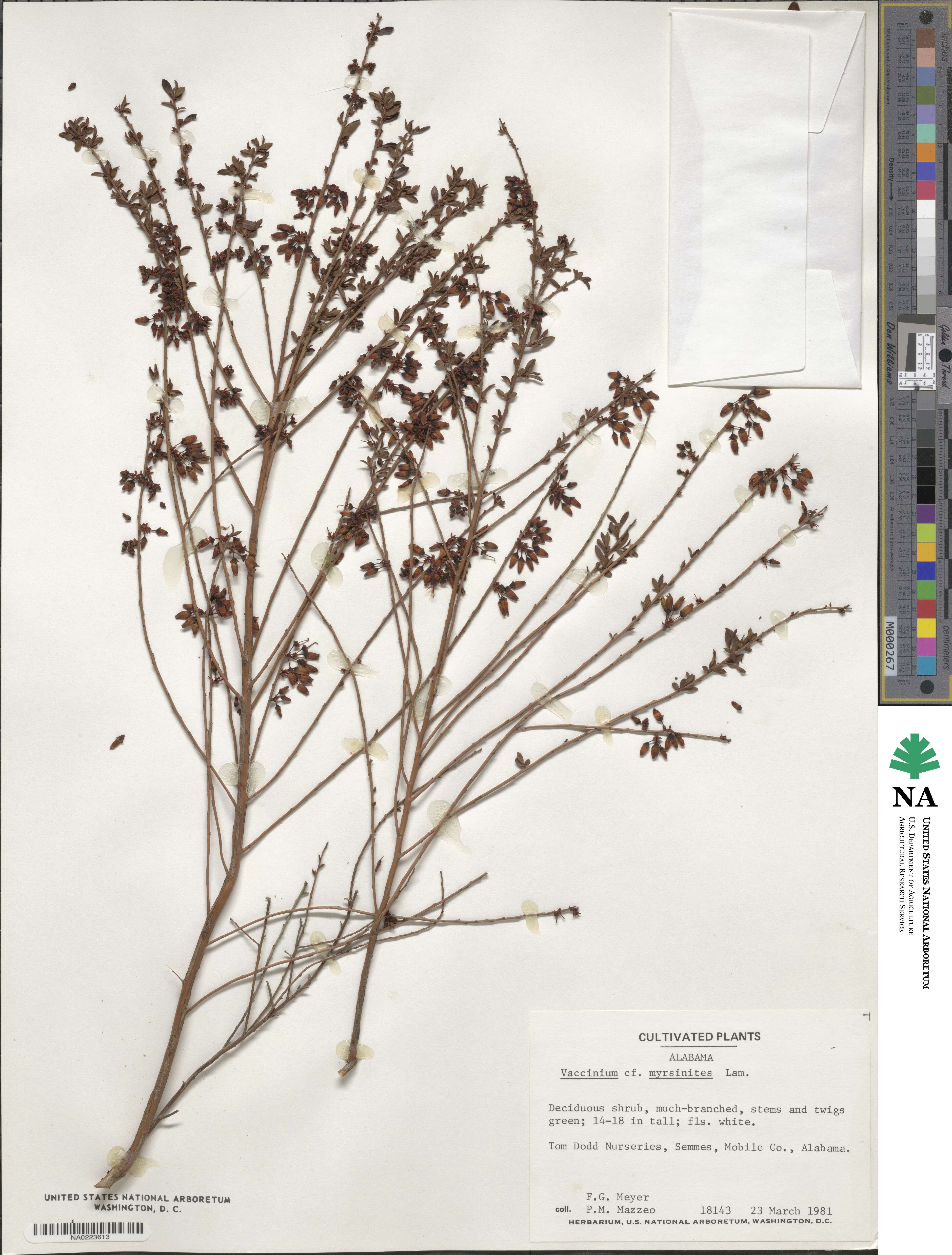 Vaccinium myrsinites image