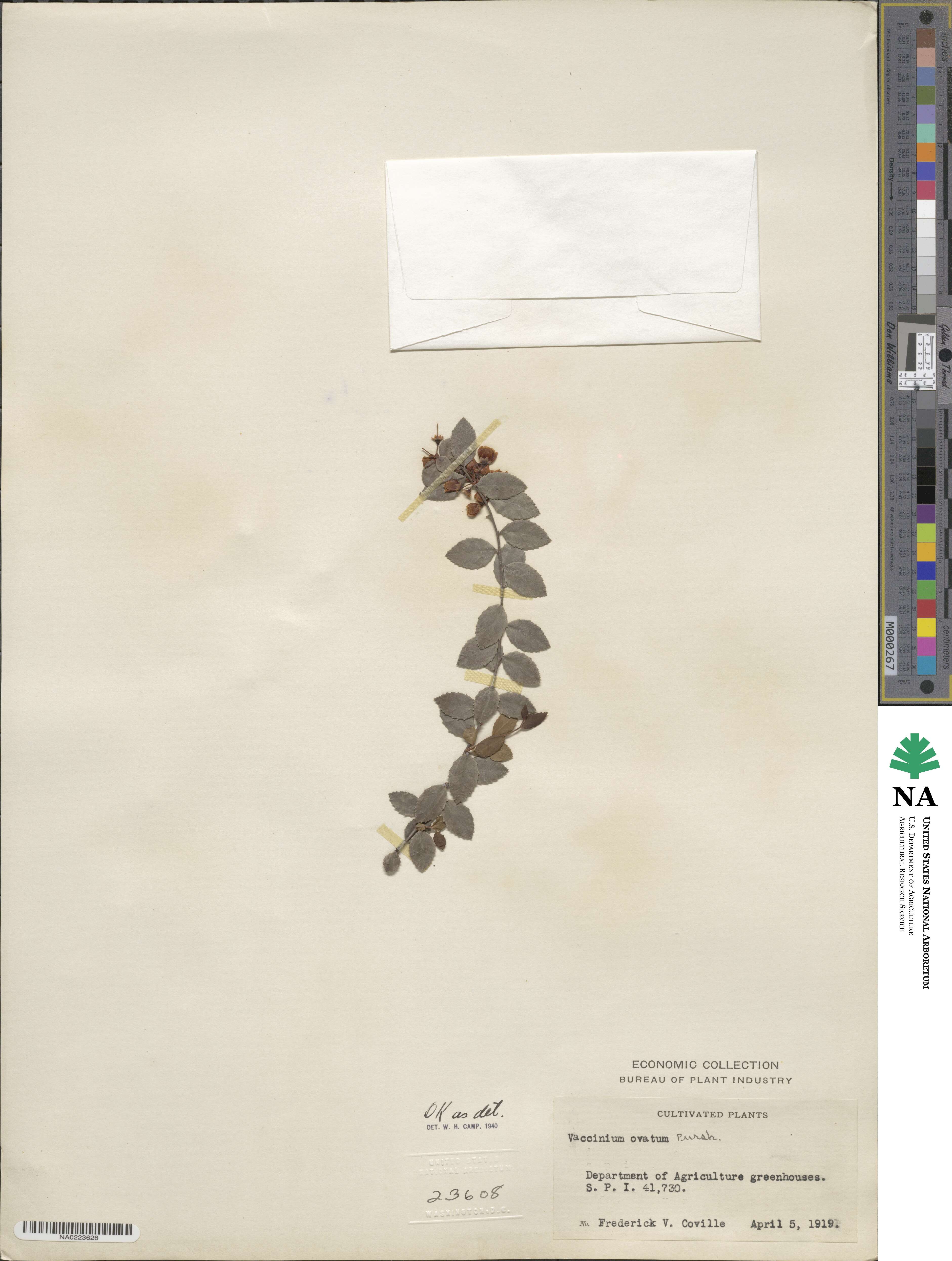 Vaccinium ovatum image