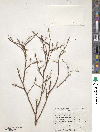 Vaccinium pallidum image