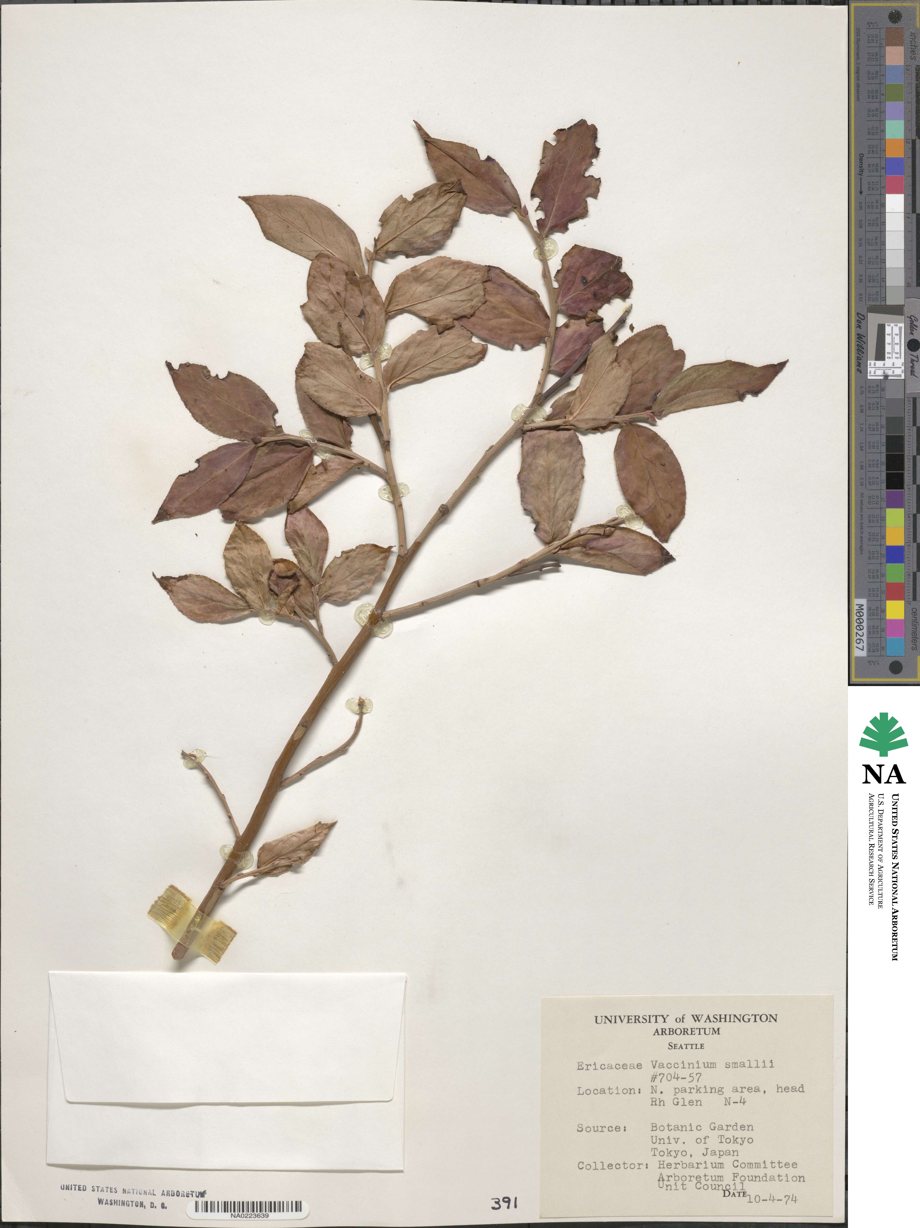 Vaccinium smallii image