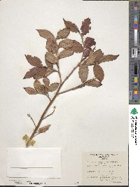 Vaccinium smallii image