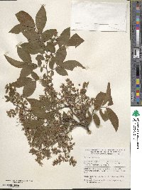 Vaccinium stamineum image