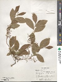 Vaccinium stamineum image