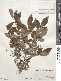 Vaccinium stamineum image