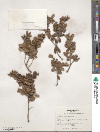 Vaccinium vitis-idaea image