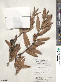 Dimorphanthera amoena image