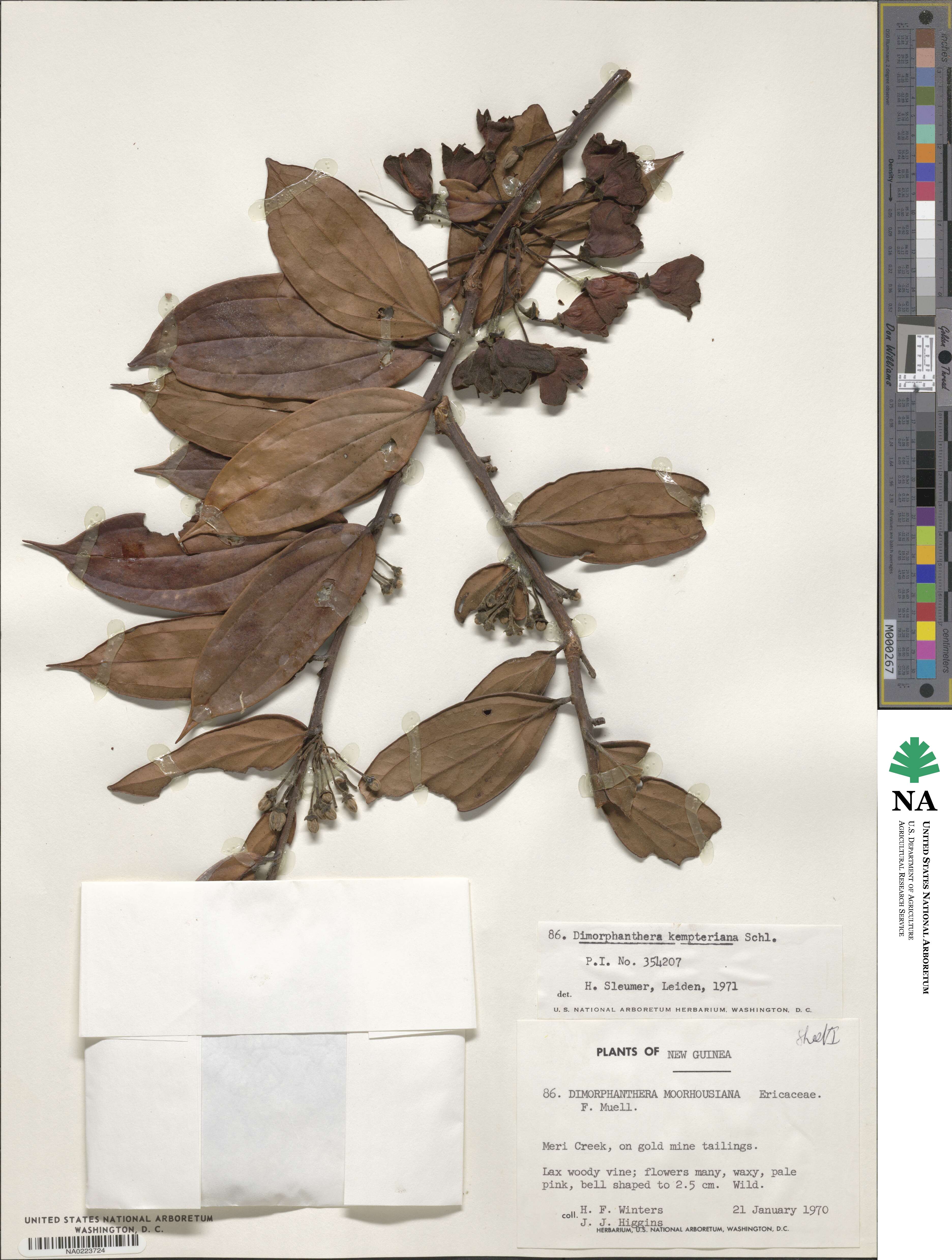 Dimorphanthera kempteriana image