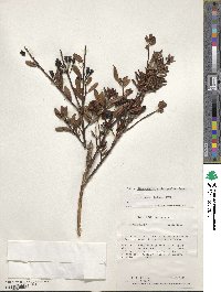 Dimorphanthera microphylla image