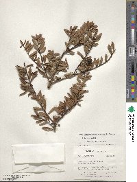 Dimorphanthera microphylla image