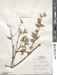 Sphyrospermum cordifolium image