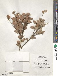 Sphyrospermum cordifolium image