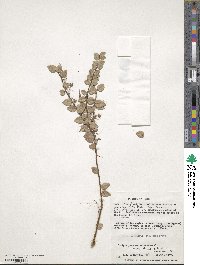 Sphyrospermum cordifolium image