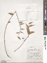 Sphyrospermum cordifolium image