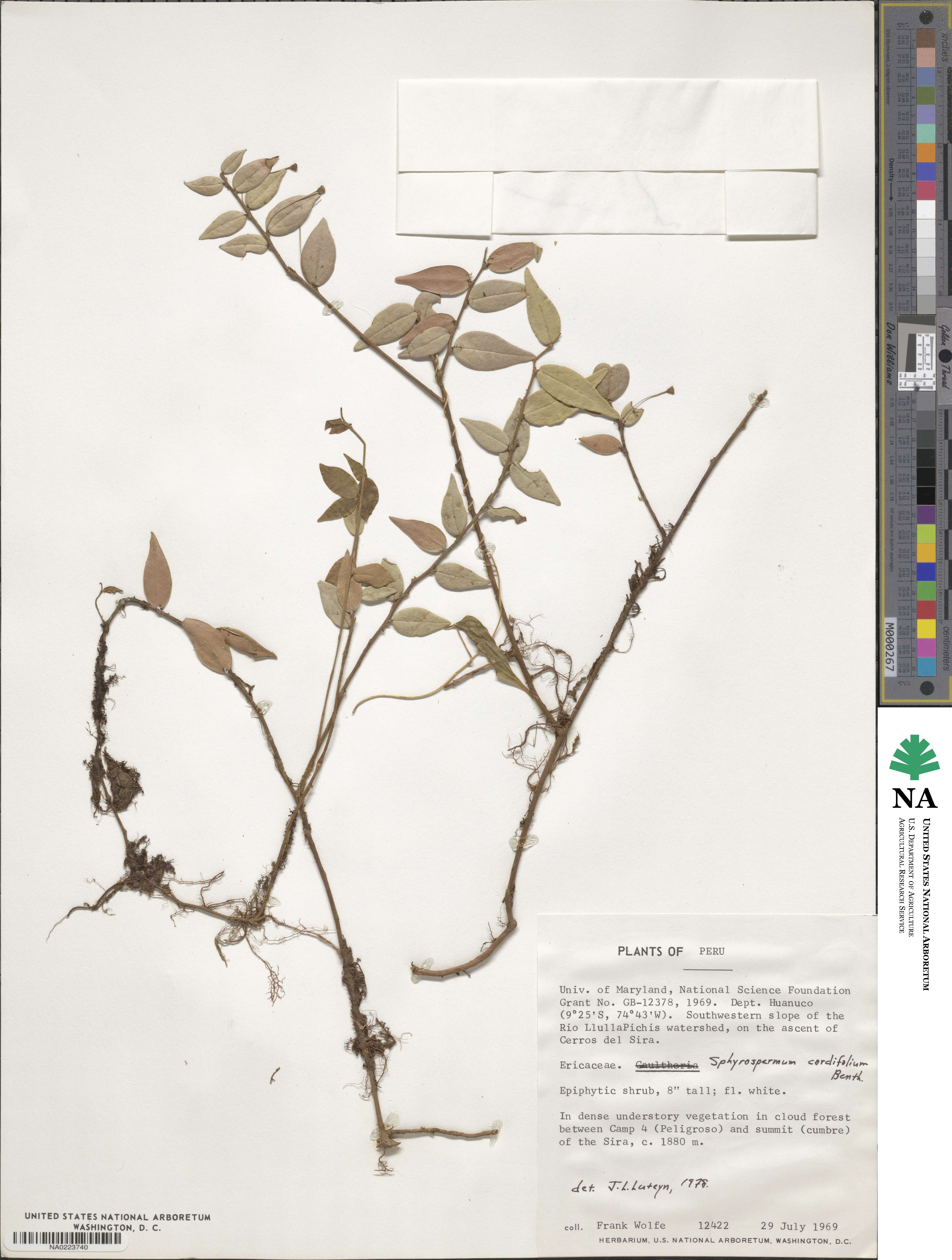Sphyrospermum image