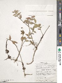 Sphyrospermum cordifolium image