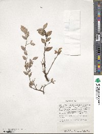 Sphyrospermum cordifolium image