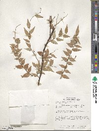 Sphyrospermum cordifolium image