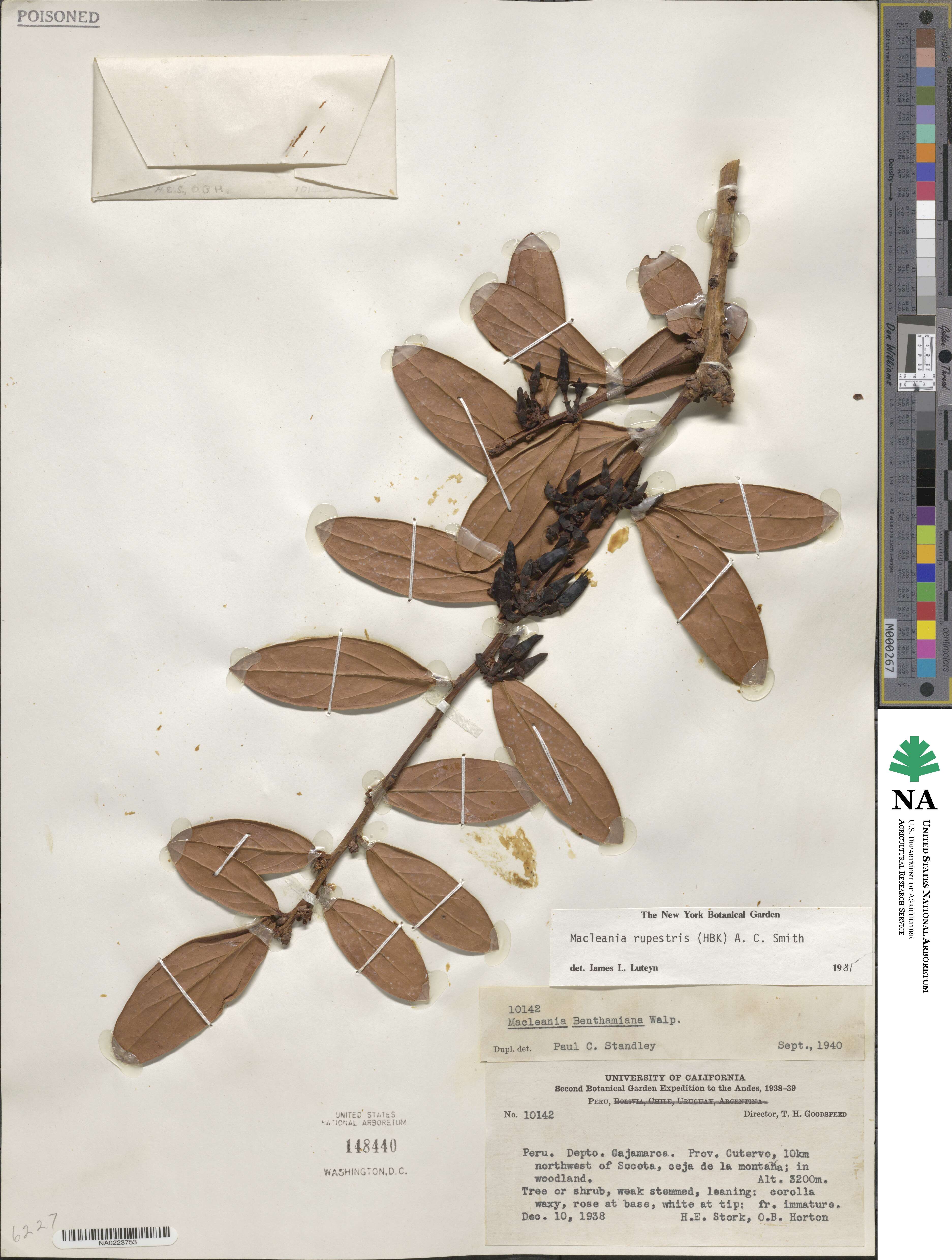 Macleania rupestris image