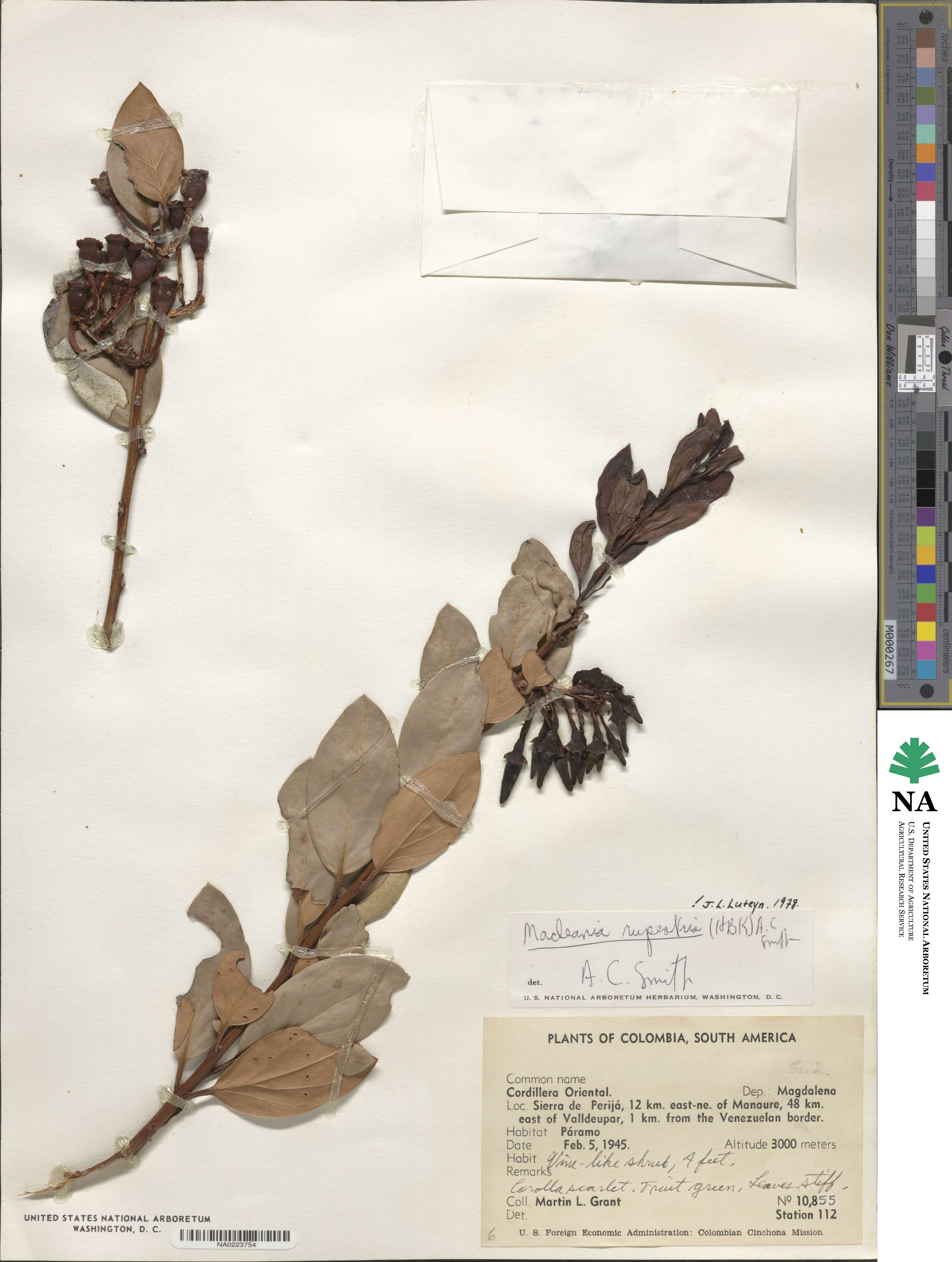 Macleania rupestris image