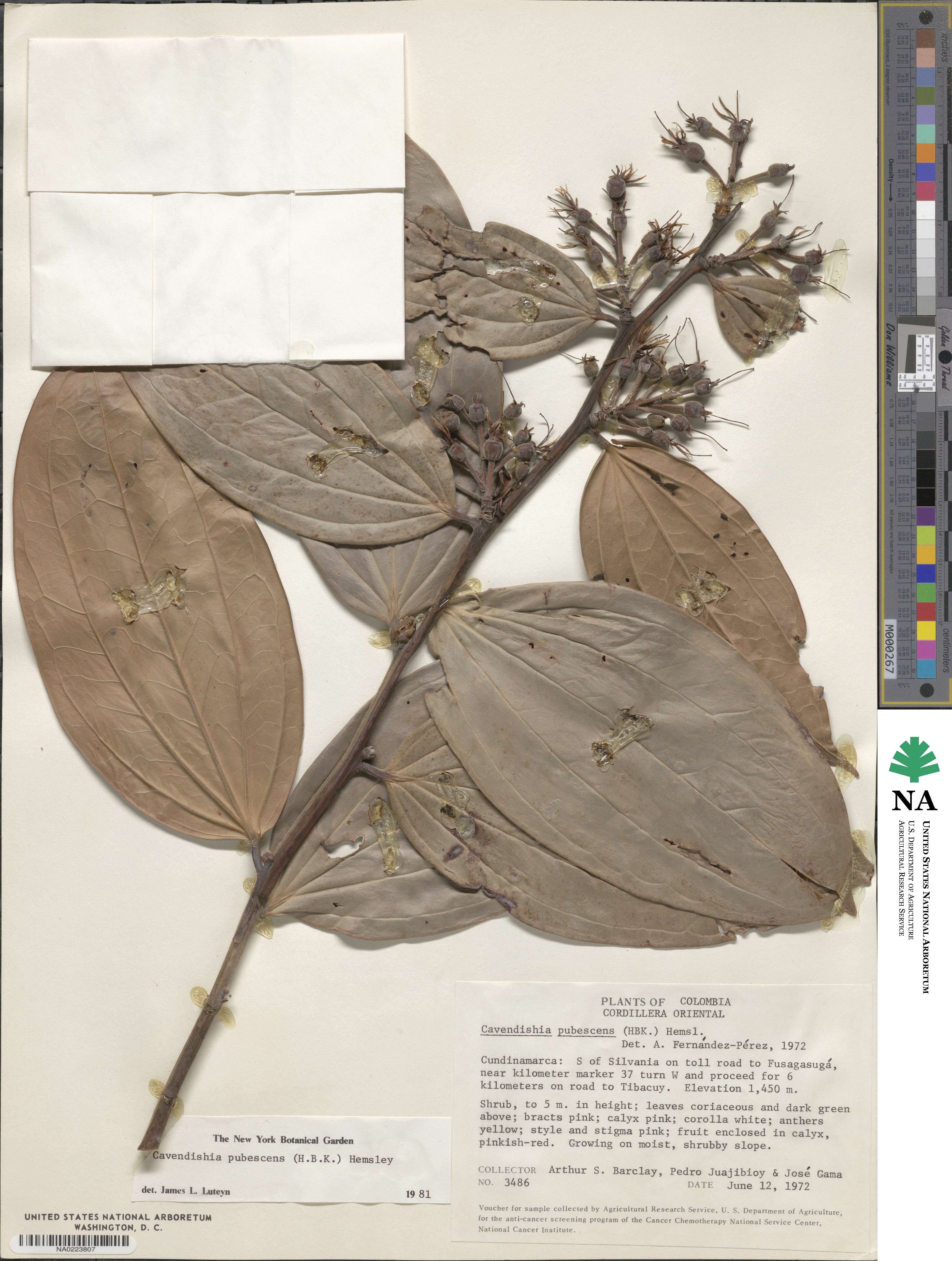 Cavendishia pubescens image