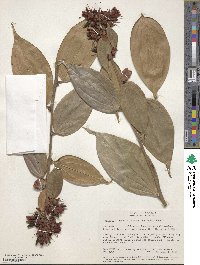 Cavendishia pubescens image