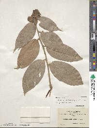 Cavendishia pubescens image