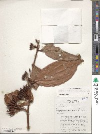 Psammisia coarctata image