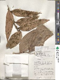 Psammisia coarctata image