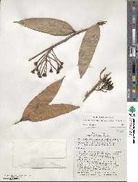 Psammisia coarctata image