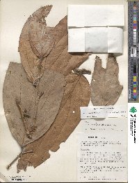 Psammisia coarctata image