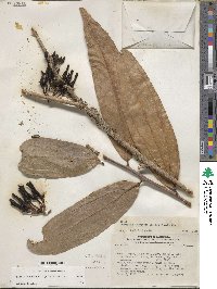 Psammisia coarctata image