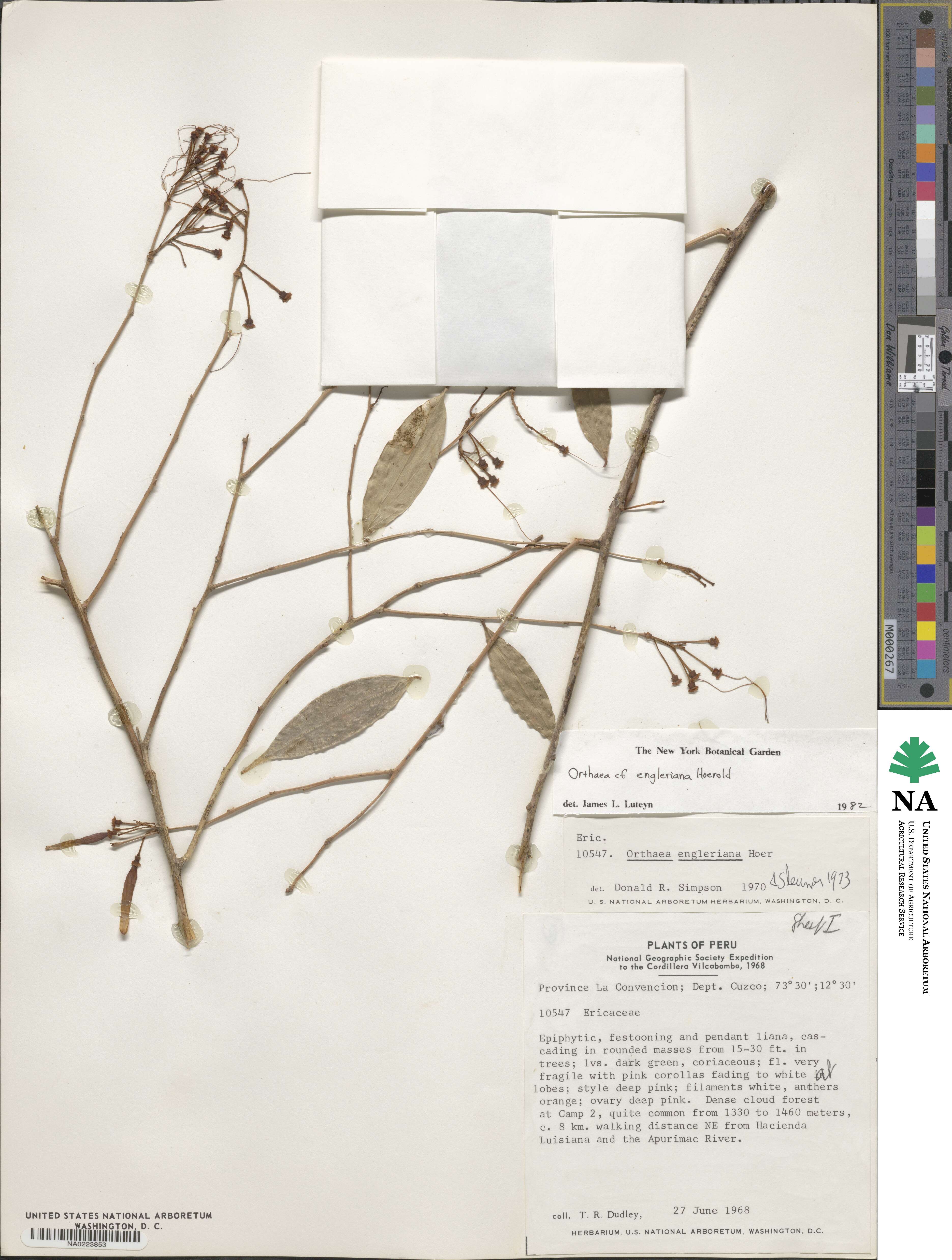 Orthaea abbreviata image