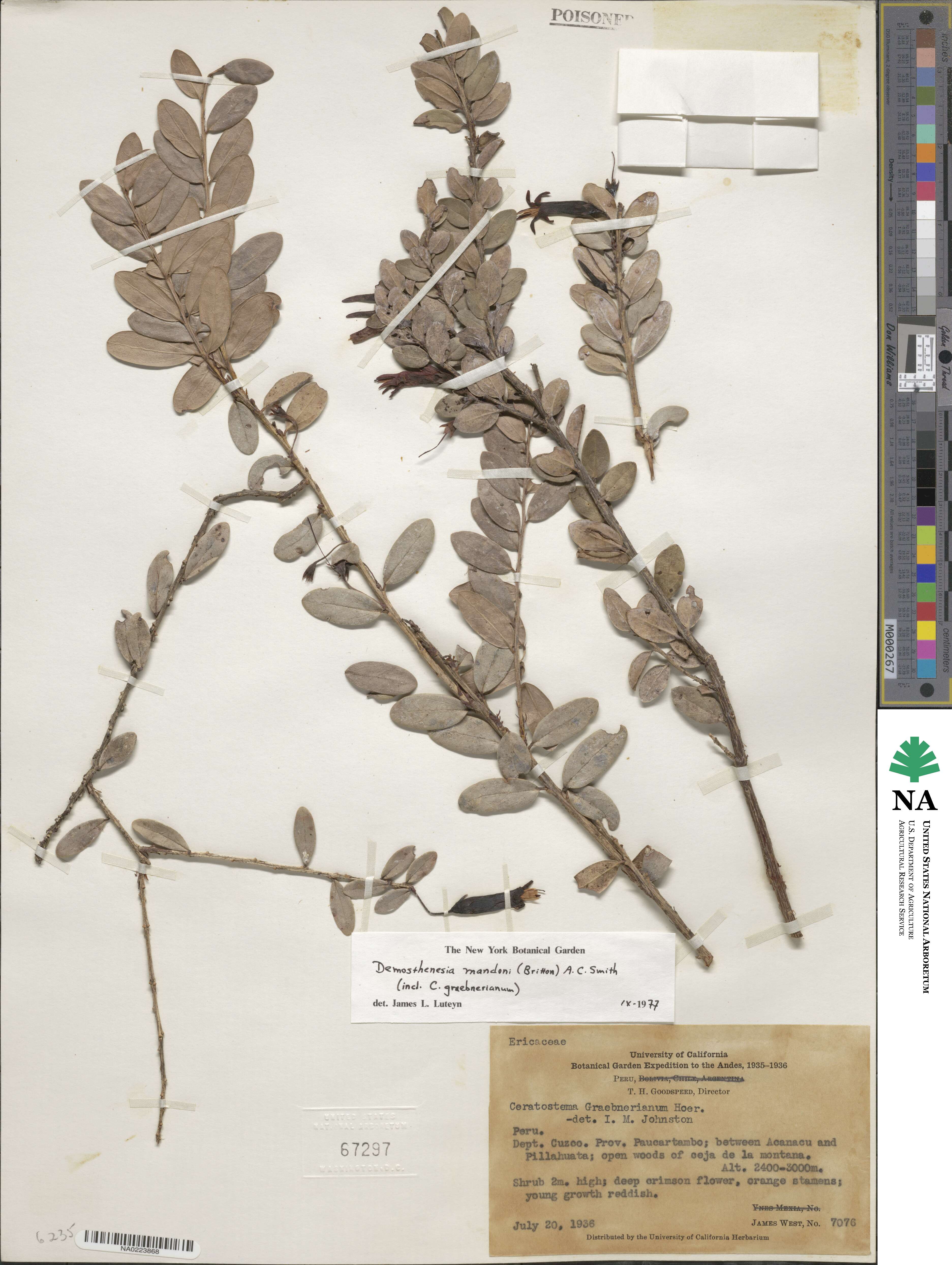 Demosthenesia mandonii image