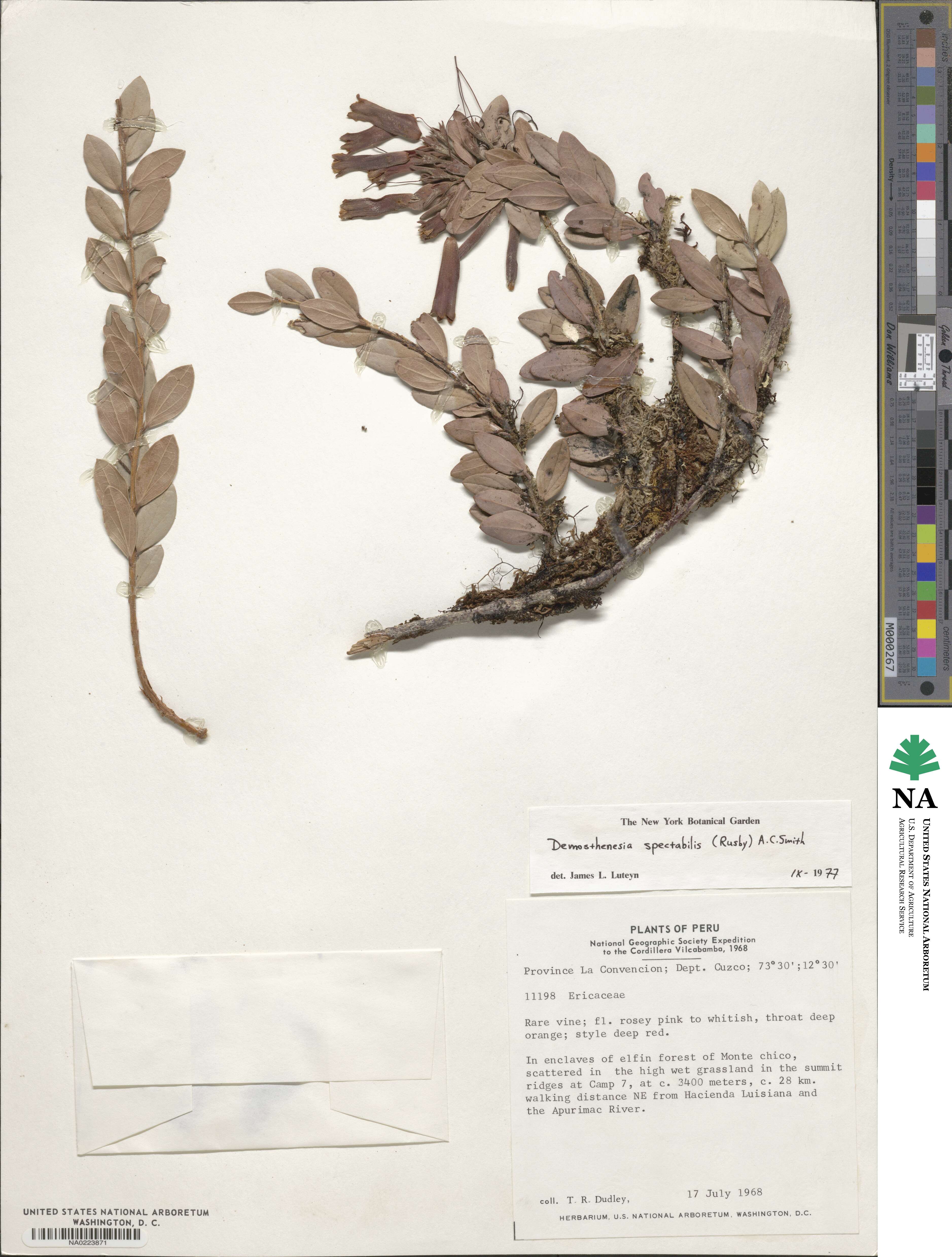 Demosthenesia image