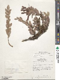 Demosthenesia spectabilis image