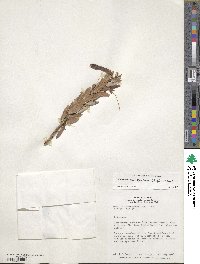 Demosthenesia spectabilis image