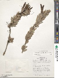 Demosthenesia spectabilis image