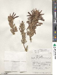 Demosthenesia spectabilis image