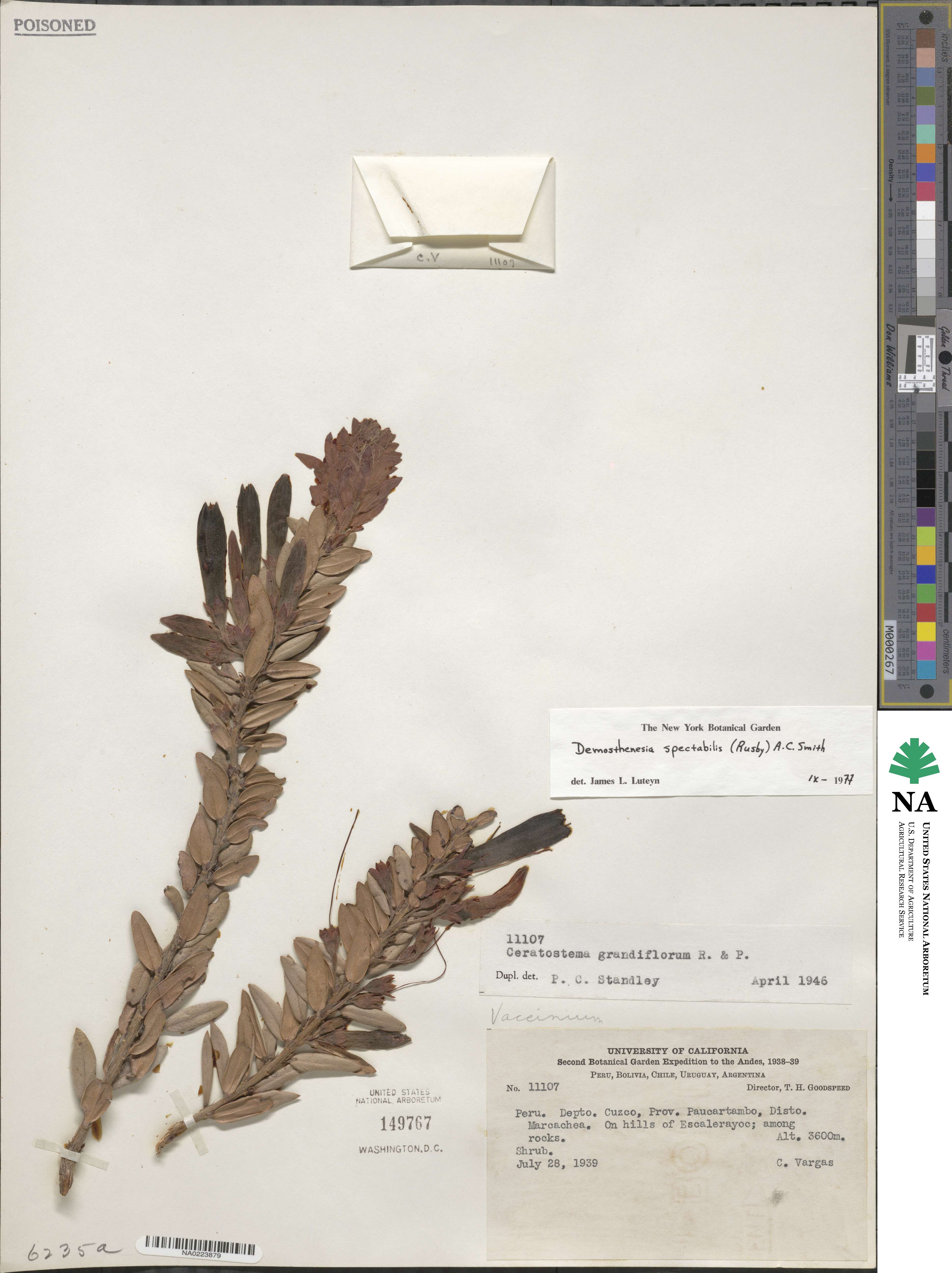 Demosthenesia spectabilis image
