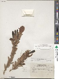 Demosthenesia spectabilis image