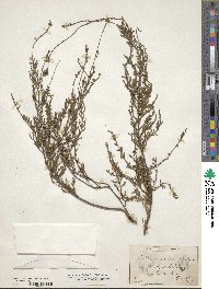 Calluna vulgaris image