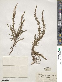 Calluna vulgaris image