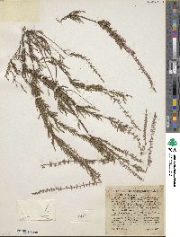 Calluna vulgaris image