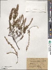 Calluna vulgaris image