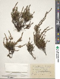 Calluna vulgaris image