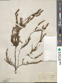 Calluna vulgaris image