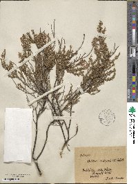 Calluna vulgaris image