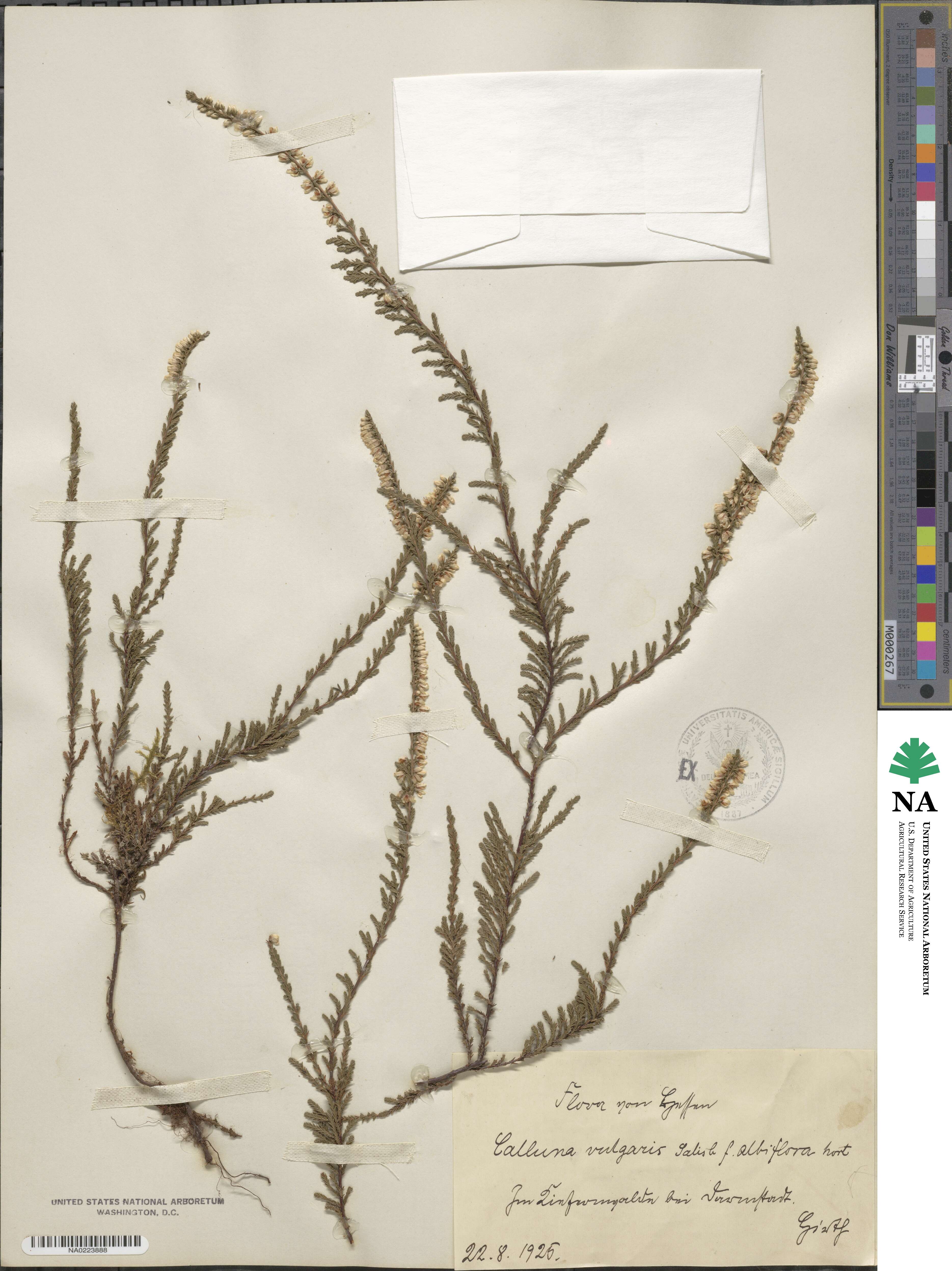 Calluna vulgaris image